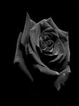 pic for dark rose
